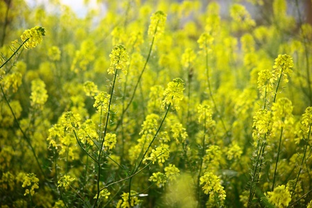 Yellow and Green flowers with bee animalの写真素材