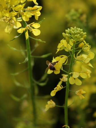 Yellow and Green flowers with bee animal