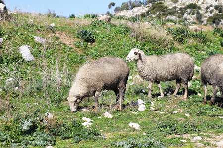 Flock of sheep on a plateau.の写真素材