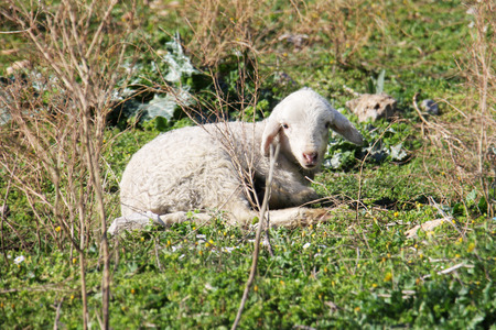 Young sheep lying alone.の写真素材