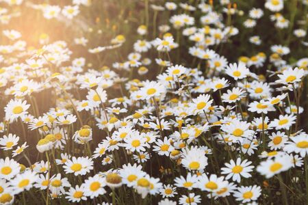 Daisy flowers field.の写真素材