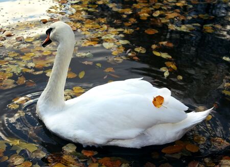 beautiful swan swimming on black water in autumn parkの写真素材