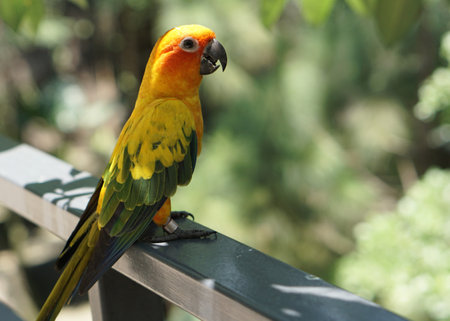 a yellow sun conure bird standing on a fence below tree shade, in large botanical garden aviary bird park.の写真素材