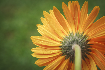 Closeup gerber for background, flower blur for backgroundの写真素材