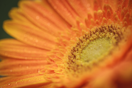 flower blur for background, space for textの写真素材