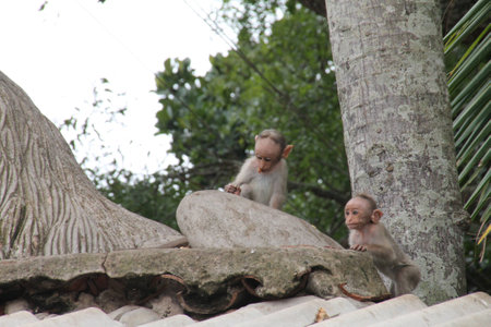 The rhesus macaque monkey (Macaca mulatta)