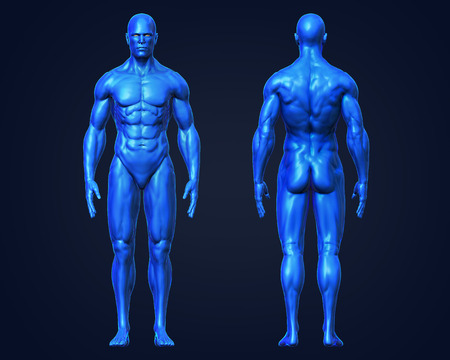3D Rendering, Conceptual human muscle, Blue shade anatomy man front and back view on dark...