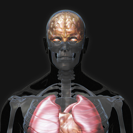 3D Rendering, Conceptual human organs and muscle, Black shade anatomy man X ray Bones Heart lung brain liver, front view on dark background, Clipping path.の写真素材