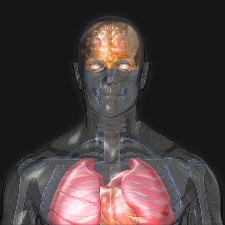 3D Rendering, Conceptual human organs and muscle, Reflect shade anatomy man X ray Bones Heart lung brain liver, front view on dark background, Clipping path.の写真素材