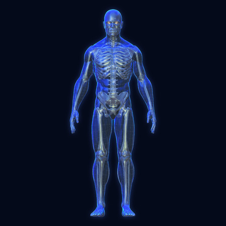 3D Rendering, Conceptual human organs and muscle, Blue shade anatomy man X ray bones, Full body front view on dark background, Clipping path.の写真素材