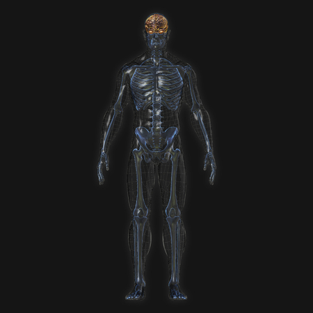 3D Rendering, Conceptual human organs and muscle, Reflect shade anatomy man X ray bones, Full body front view on dark background, Clipping path.の写真素材