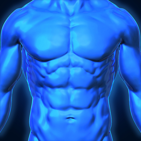3D Rendering, Conceptual human muscle, Blue shade Body anatomy man front view on dark background, with clipping path.の写真素材