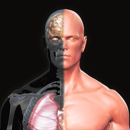 3D Rendering, Human organs and muscle, Skin shade anatomy man, Half X ray Bones Heart lung brain liver, Face front view on dark background, Clipping path.の写真素材