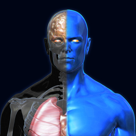 3D Rendering, Human organs and muscle, Blue shade anatomy man, Half X ray Bones Heart lung brain liver, Face front view on dark background, Clipping path.の写真素材