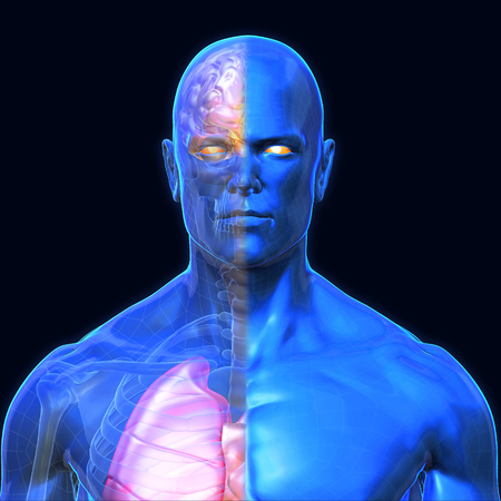 3D Rendering, Human organs and muscle, Blue shade anatomy man, Half X ray Bones Heart lung brain liver, Face front view on dark background, Clipping path.の写真素材
