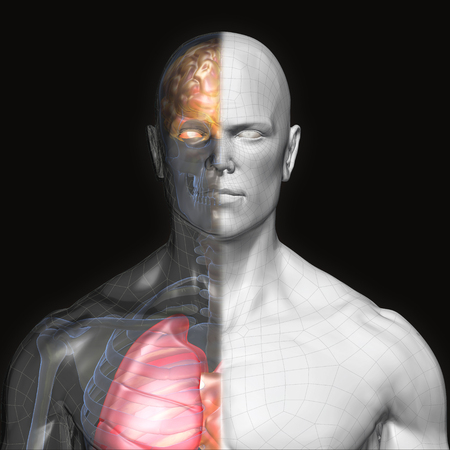 3D Rendering, Human organs and muscle, Gray shade anatomy man, Half X ray Bones Heart lung brain liver, front view on dark background, Clipping path.の写真素材