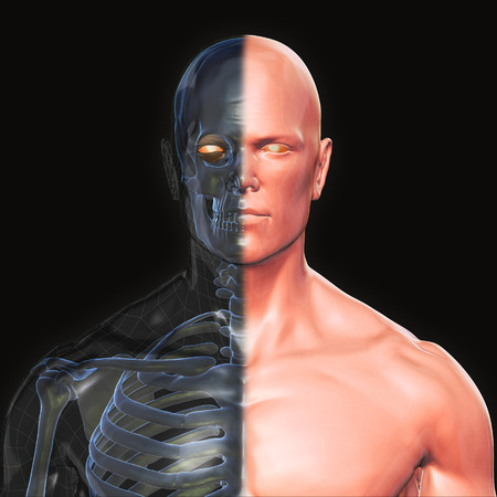 3D Rendering, Human organs and muscle, Skin shade anatomy man, Half X ray Bones Face front view on dark background, Clipping path.の写真素材