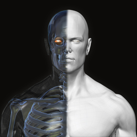 3D Rendering, Human organs and muscle, Gray shade anatomy man, Half X ray Bones Face front view on dark background, Clipping path.の写真素材