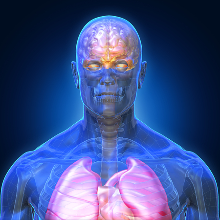 3D Rendering, Conceptual human organs and muscle, Blue shade anatomy man X ray Bones Heart lung brain liver, front view on dark background, Clipping path.の写真素材