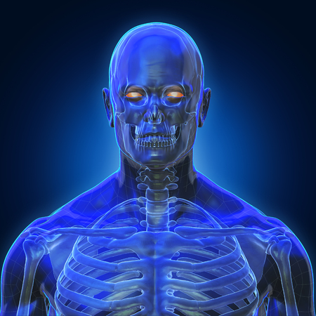 3D Rendering, Conceptual human organs and muscle, Blue shade anatomy man X ray bones, front view on dark background, Clipping path.の写真素材