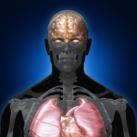 3D Rendering, Conceptual human organs and muscle, Black shade anatomy man X ray Bones Heart lung brain liver, front view on dark background, Clipping path.の写真素材