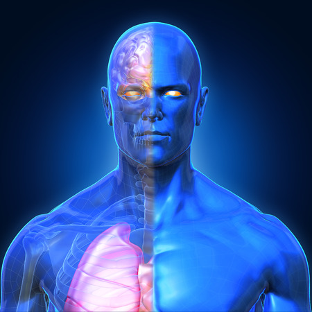 3D Rendering, Human organs and muscle, Blue shade anatomy man, Half X ray Bones Heart lung brain liver, Face front view on dark background, Clipping path.の写真素材