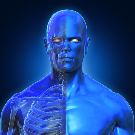 3D Rendering, Human organs and muscle, Blue shade anatomy man, Half X ray Bones Face front view on dark background, Clipping path.の写真素材