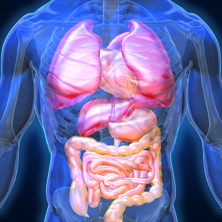 3D Rendering, Conceptual human organs and muscle, Blue shade anatomy man X ray Bones Heart lung liver, front view on dark background, Clipping path.の写真素材