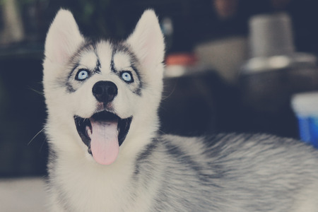 siberian huskyの写真素材
