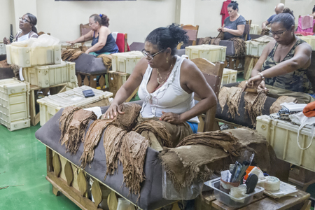 LA HAVANA, CUBA - Nov. 24, 2017 A woman is selecting leaves of tobacco for a cuban cigar factoryのeditorial素材
