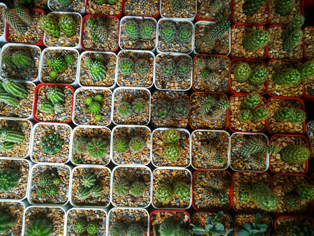 Small cute cactus for sale in the basket at the tree market.