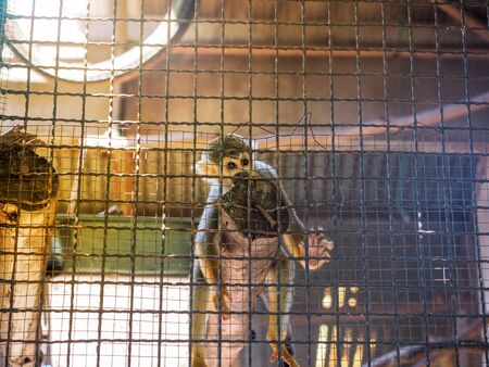 The monkeys in a cage. Zoo is a hell for animals.の写真素材