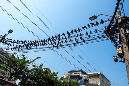 Pigeons sitting on wires, flyingの写真素材
