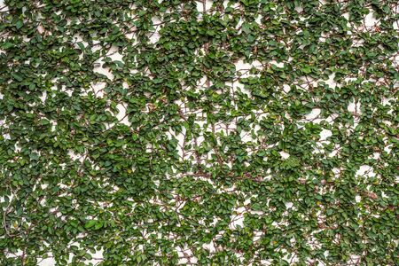 Velcro grass clinging to the wallsの写真素材