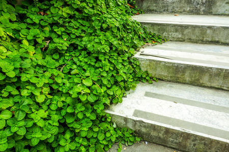 Step ladder  with the green bush, success conceptの写真素材