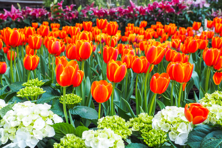 Tulip. Beautiful bouquet of tulips.の写真素材