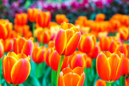 Tulip. Beautiful bouquet of tulips.の写真素材