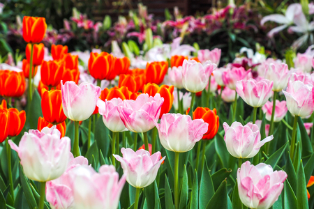 Two tulips pointing at the sky next to the forest orange tulips symbolizing glory like the flower in the wild beautyの写真素材