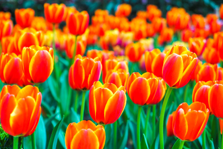 Tulip. Beautiful bouquet of tulips.の写真素材