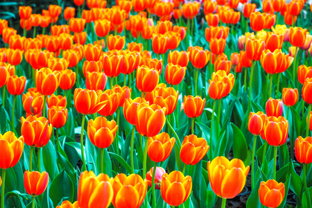 Tulip. Beautiful bouquet of tulips.の写真素材