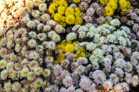 bunch of yellow Chrysanthemum pattern background wallpaper.の写真素材