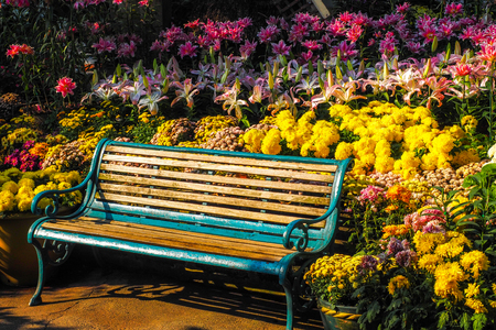 Chairs in the flower gardenの写真素材