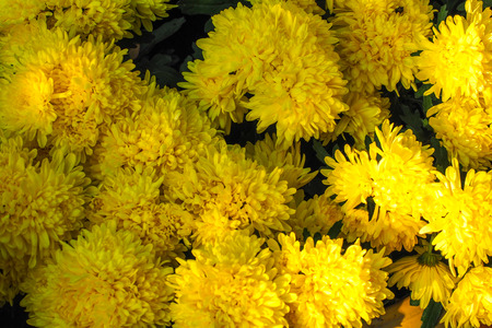 bunch of yellow Chrysanthemum pattern background wallpaper.の写真素材