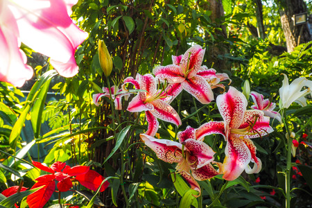 Fresh lilly flowers with in gardenの写真素材