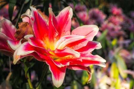 Fresh lilly flowers with in gardenの写真素材