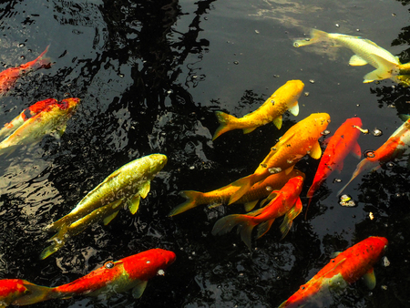 Fancy carp swimming in the pondの写真素材