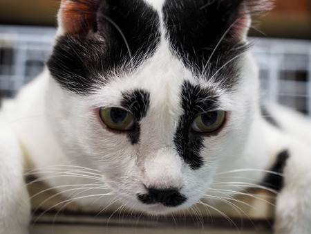 Young white cat with a mustache like