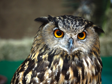 Owl face close upの写真素材