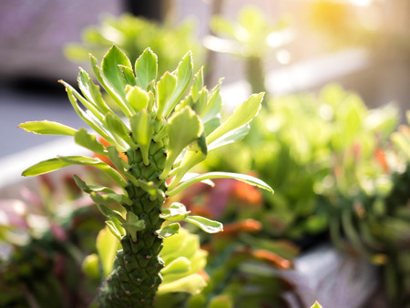 Cactus or Aporocactus flagelliformis. A plant from the garden in the sunlight.の写真素材