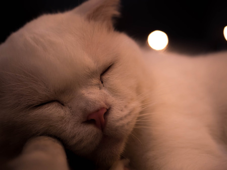 Close up of beautiful sleeping white catの写真素材
